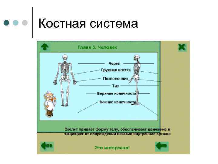 Костная система 