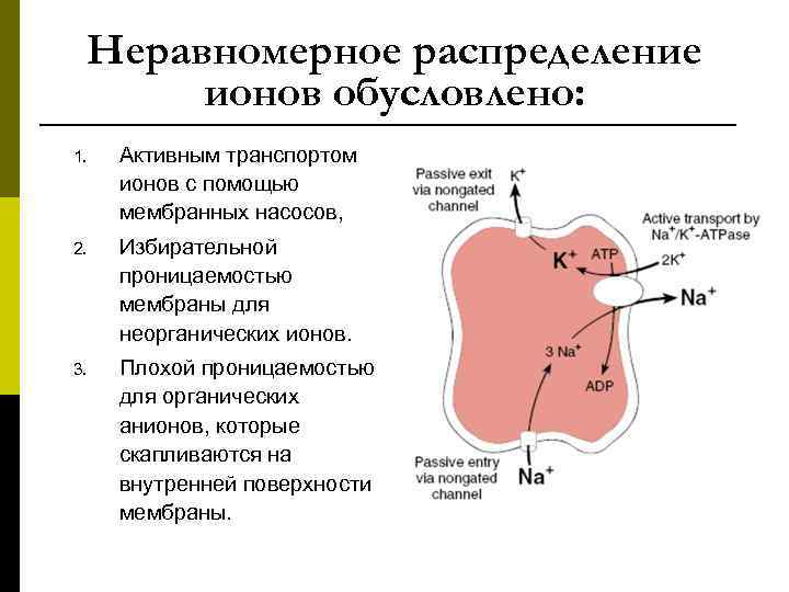 Неравномерное распределение ионов обусловлено: 1. Активным транспортом ионов с помощью мембранных насосов, 2. Избирательной