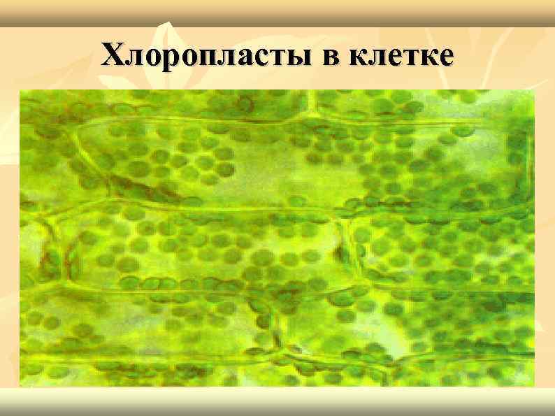 Хлоропласты содержатся в клетках