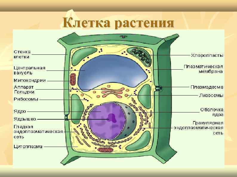 Структура растительной клетки. Виды клеток растений. Структуры характерные только для растительной клетки. Биологические науки строение клетки.