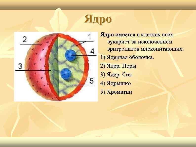 Ядро имеется в клетках всех эукариот за исключением эритроцитов млекопитающих. 1) Ядерная оболочка. 2)