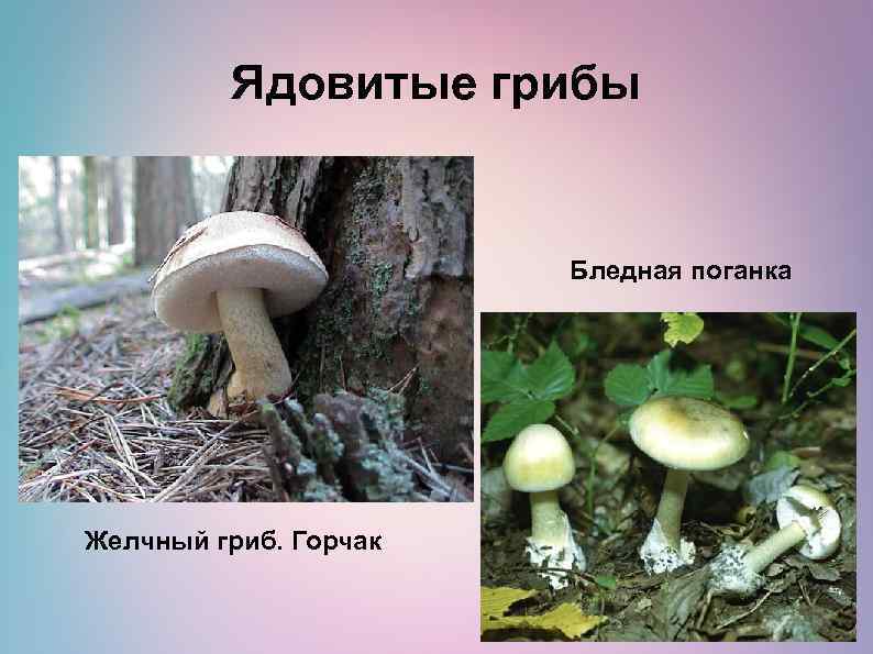 Ядовитые грибы Бледная поганка Желчный гриб. Горчак 