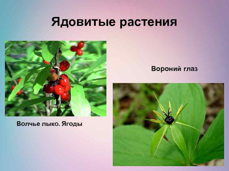 Ядовитые растения Вороний глаз Волчье лыко. Ягоды 