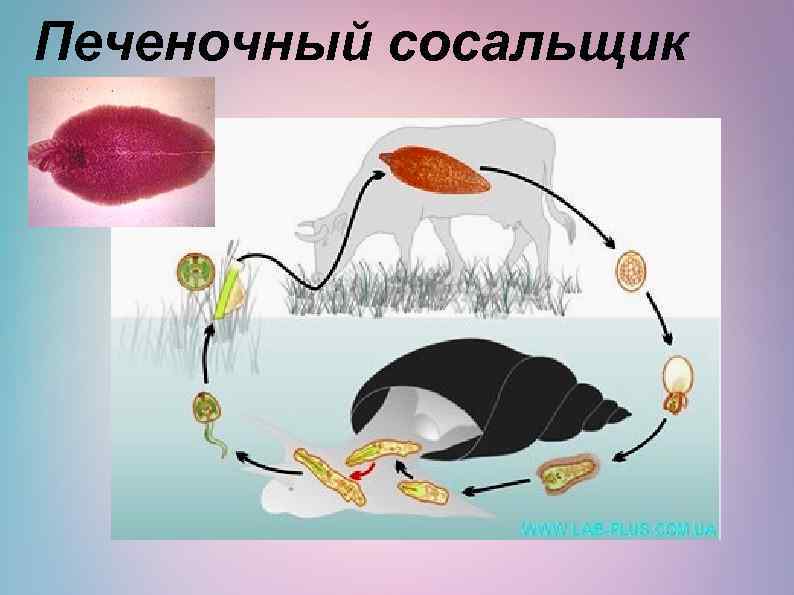 Печеночный сосальщик 