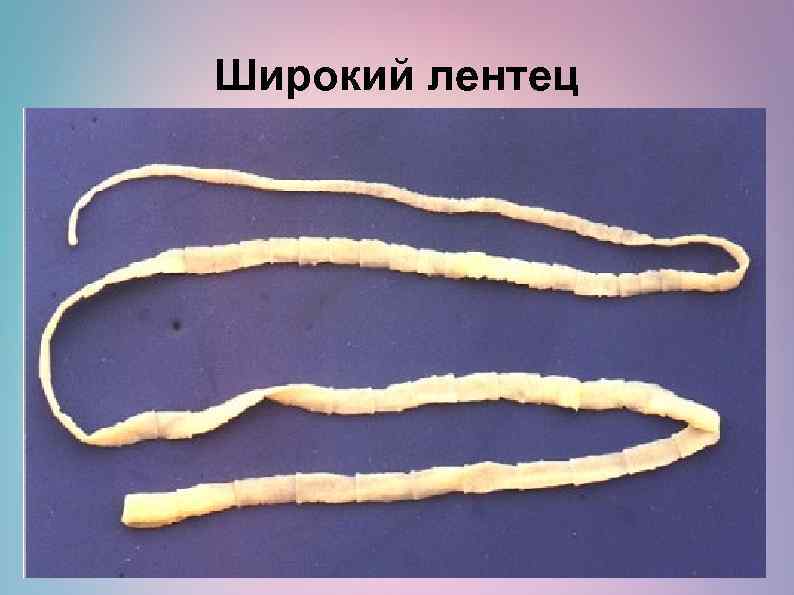 Широкий лентец 