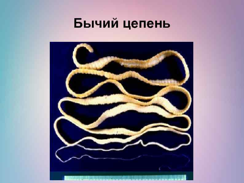 Бычий цепень 