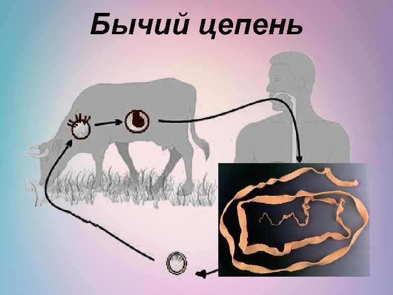 Бычий цепень 