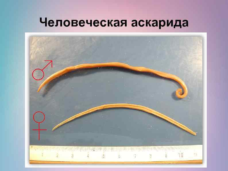 Человеческая аскарида 