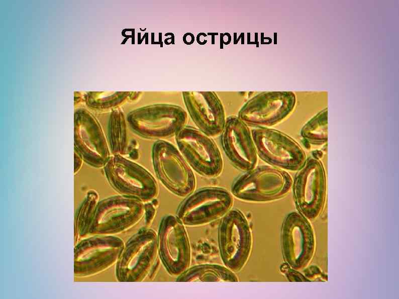 Яйца острицы 