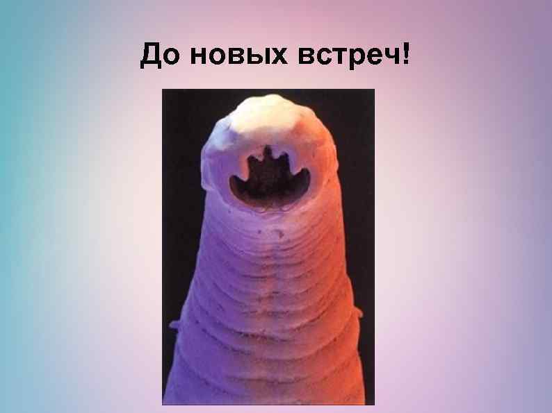 До новых встреч! 