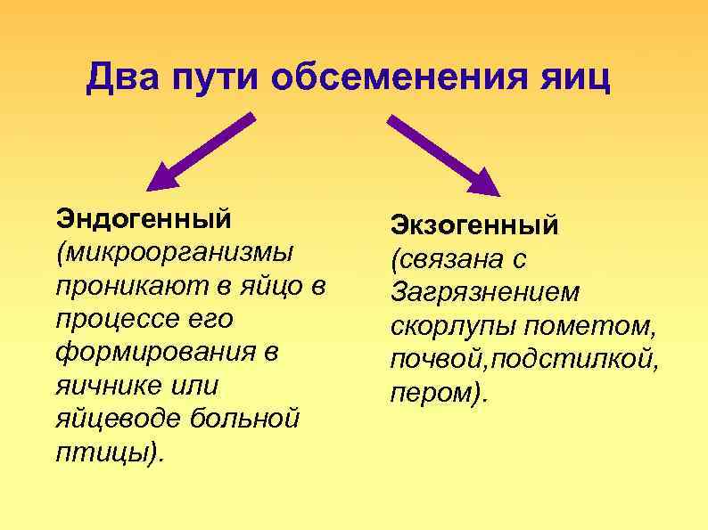 Два пути обсеменения яиц Эндогенный (микроорганизмы проникают в яйцо в процессе его формирования в