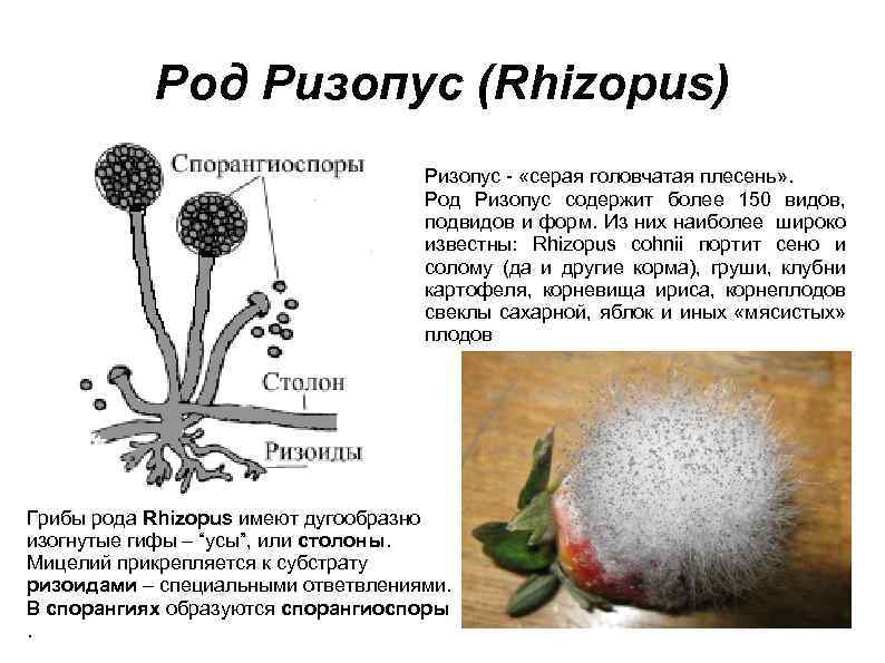 Чем отличается плесневый гриб. Плесневые грибы ризопус. Плесневые грибы Rhizopus. Мукор ризопус. Грибы рода Rhizopus заболевания.