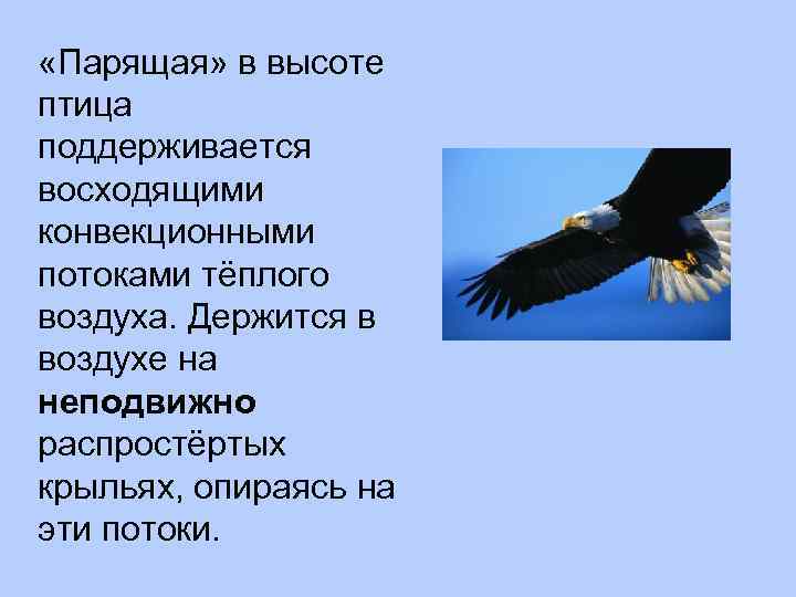  «Парящая» в высоте птица поддерживается восходящими конвекционными потоками тёплого воздуха. Держится в воздухе