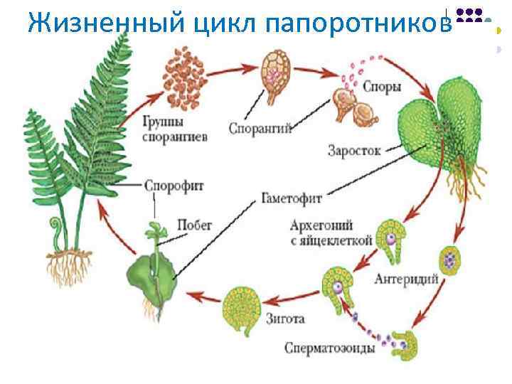 Жизненный цикл папоротников 