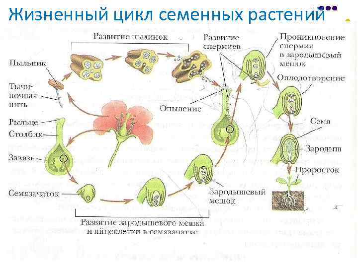 Жизненный цикл растений картинки