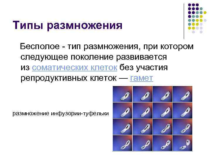 Типы размножения Бесполое - тип размножения, при котором следующее поколение развивается из соматических клеток