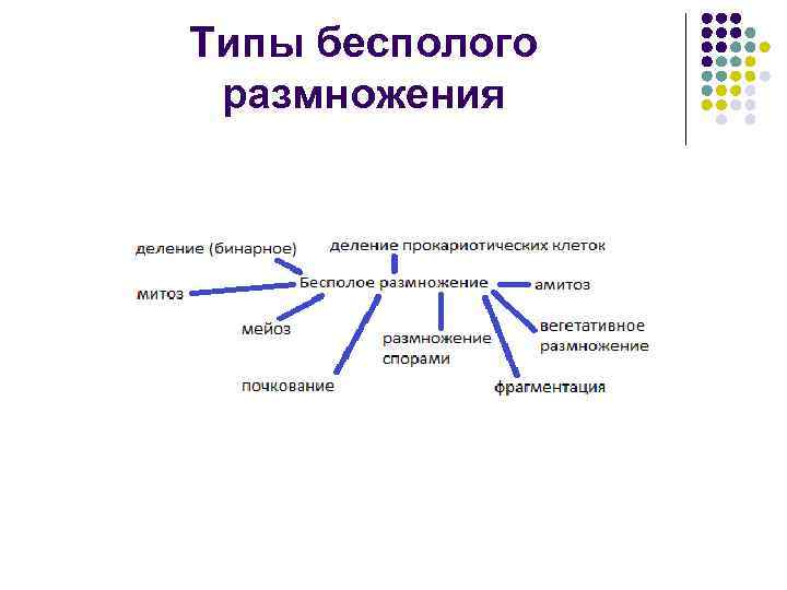 Схема виды бесполого размножения