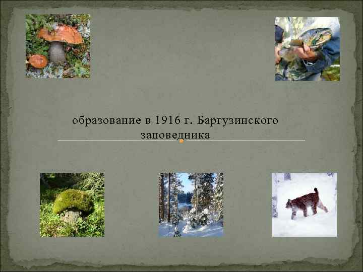 образование в 1916 г. Баргузинского заповедника 
