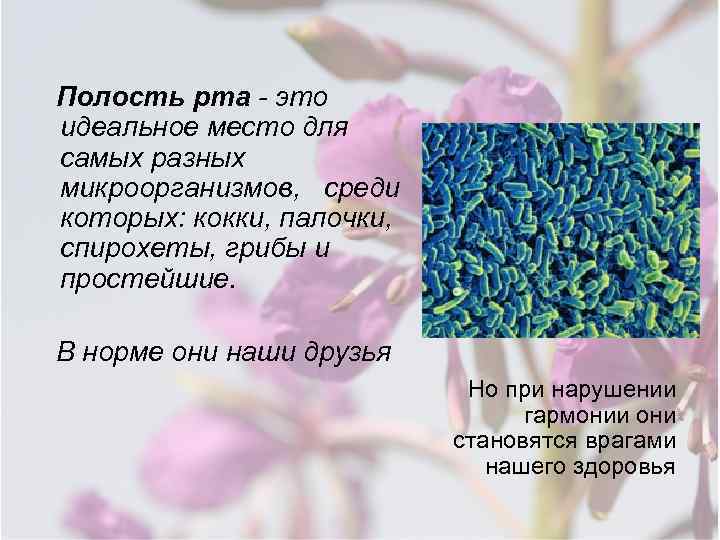 Полость рта - это идеальное место для самых разных микроорганизмов, среди которых: кокки, палочки,