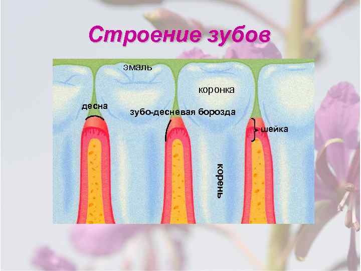 Строение зубов эмаль коронка десна зубо-десневая борозда шейка корень шейка 