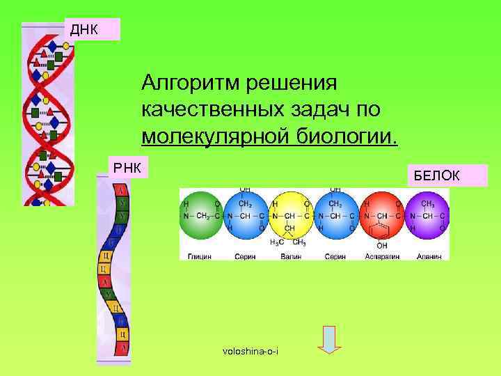 Молекулярные задачи. Задачи по биологии на ДНК И РНК С решением. Биология ДНК И РНК задачи. Задачи по молекулярной биологии. Решение задач по молекулярной биологии.