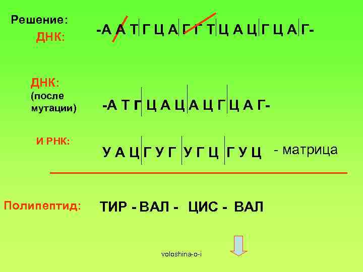 Решение: ДНК: -А А Т Г Ц А Г Г Т Ц А Ц