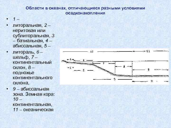 Области в океанах, отличающиеся разными условиями осадконакопления • 1– • литоральная, 2 – неритовая