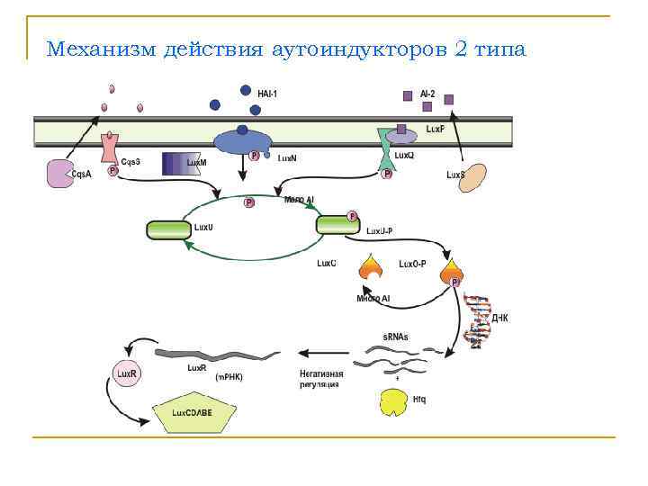 Механизм действия аутоиндукторов 2 типа 