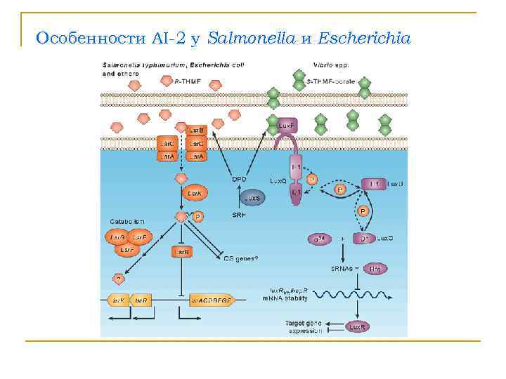 Особенности AI-2 у Salmonella и Escherichia 