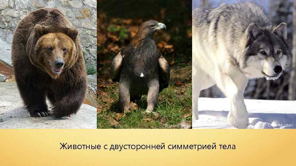 Simm Richard Bartz Животные с двусторонней симметрией тела Chris Muiden 