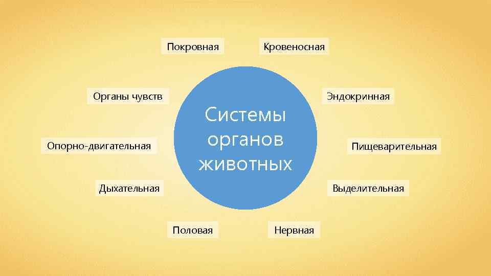 Покровная Органы чувств Опорно-двигательная Кровеносная Системы органов животных Дыхательная Эндокринная Пищеварительная Выделительная Половая Нервная