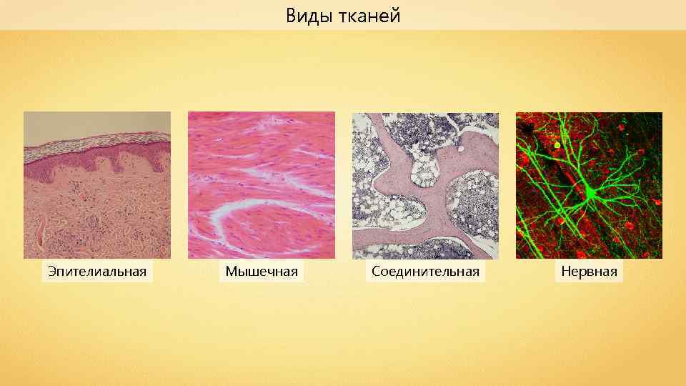 Виды тканей Эпителиальная Мышечная Соединительная Нервная 