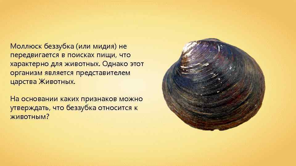 Моллюск беззубка (или мидия) не передвигается в поисках пищи, что характерно для животных. Однако