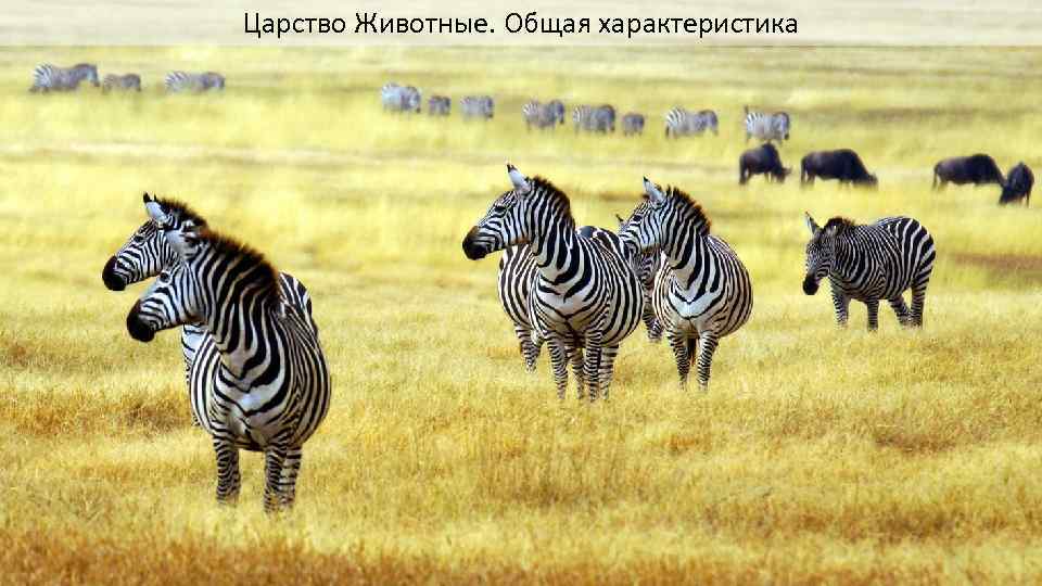 Царство Животные. Общая характеристика 