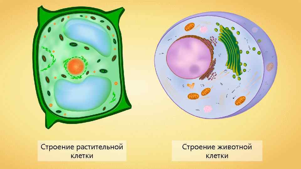 Строение растительной клетки Строение животной клетки 