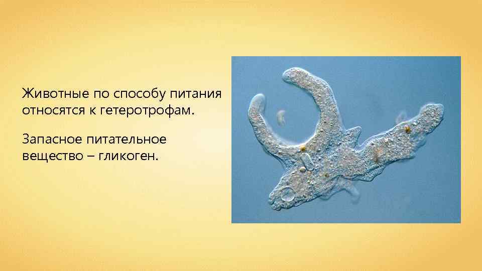 Животные по способу питания относятся к гетеротрофам. Запасное питательное вещество – гликоген. 