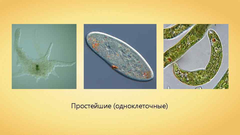 Простейшие (одноклеточные) 
