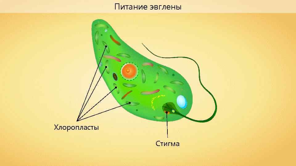 Какие структуры клетки зеленой эвглены обозначены на рисунке цифрами 1 2 3