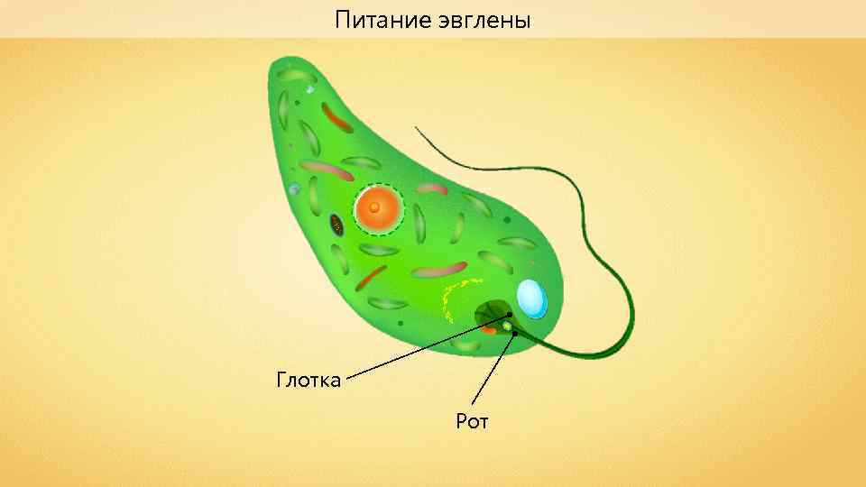 Что общего между показанными на рисунке организмами и что их отличает эвглена зеленая и