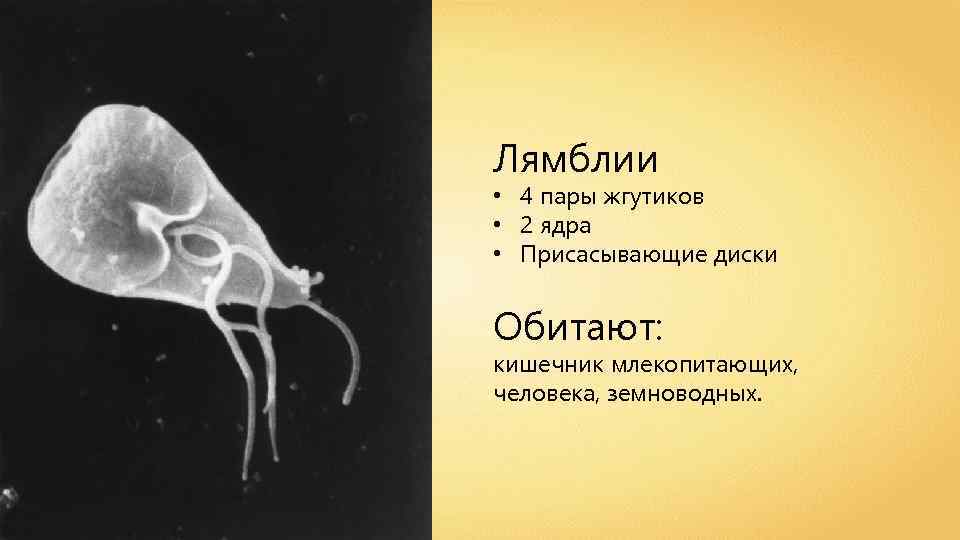 Лямблии • 4 пары жгутиков • 2 ядра • Присасывающие диски Обитают: кишечник млекопитающих,