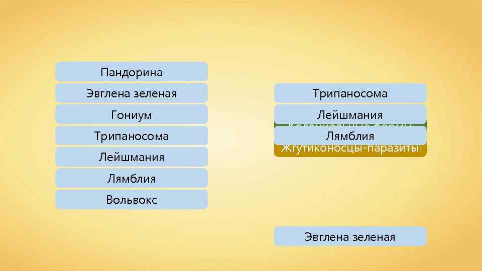 Пандорина Эвглена зеленая Трипаносома Гониум Лейшмания Колониальные формы Лямблия Жгутиконосцы-паразиты Трипаносома Лейшмания Лямблия Вольвокс
