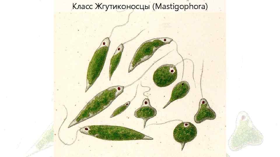 Класс Жгутиконосцы (Mastigophora) 