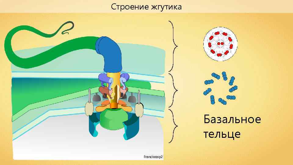 Строение жгутиков. Базальное тельце жгутика. Базальное тельце строение. Базальное тельце жгутика строение. Базальные тельца ресничек и жгутиков.