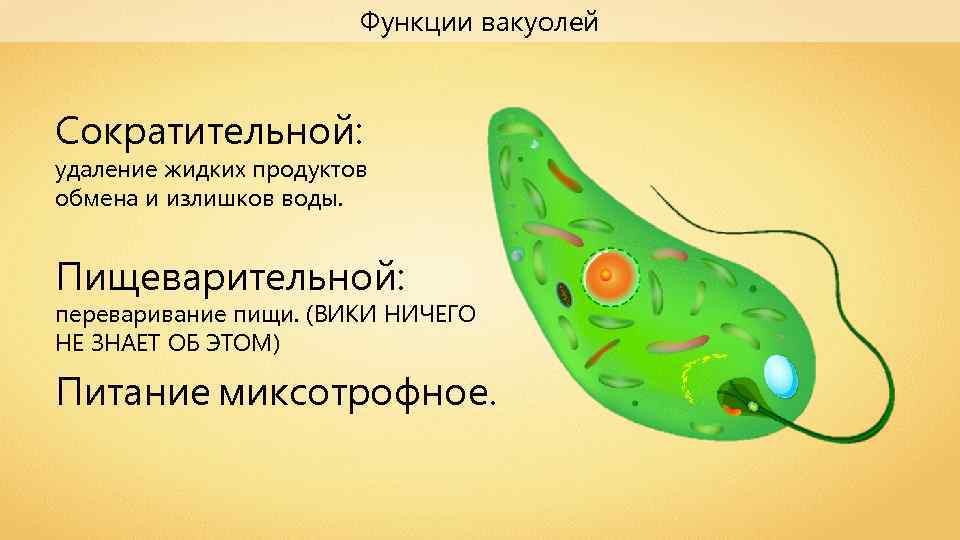 Пищеварительная вакуоль. Функции сократительной вакуоли. Функции пищеварительной вакуоли. Функции пищеварительной МАККОЛИ. Функции сократительных вакуолей.