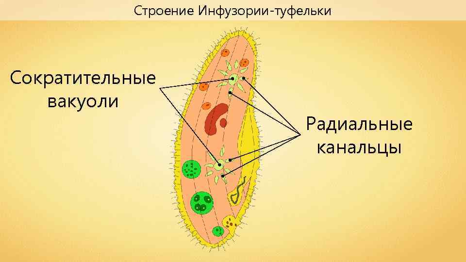 Строение Инфузории-туфельки Сократительные вакуоли Радиальные канальцы 