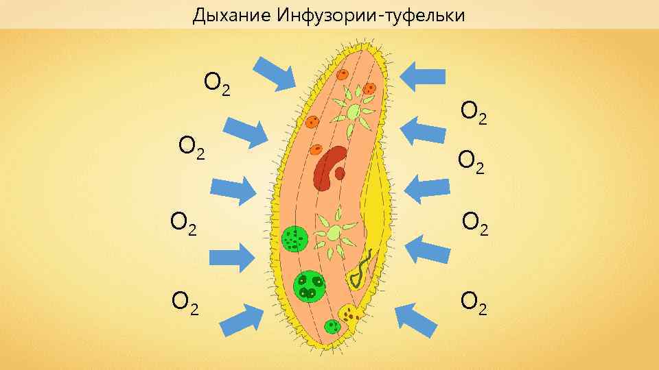 Дыхание простейших. Инфузория туфелька дыхательная система. Дыхательная система инфузории туфельки. Инфузория туфелька дыхание. Инфузория туфелька питание дыхание.