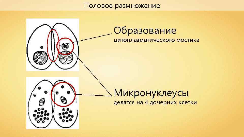 Половое размножение Образование цитоплазматического мостика Микронуклеусы делятся на 4 дочерних клетки 