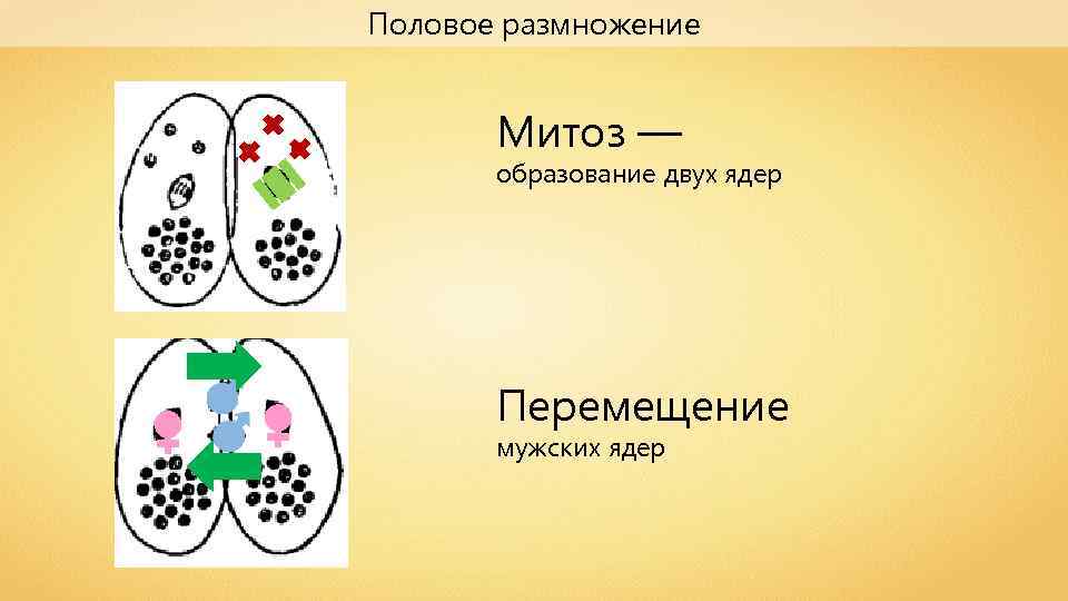 Несколько ядер. Митоз половое размножение. Кто размножается митозом. Организмы которые размножаются митозом. Приме организмо размножения митозом.