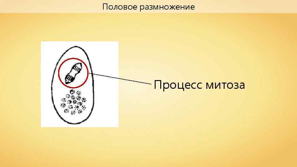 Половое размножение Процесс митоза 