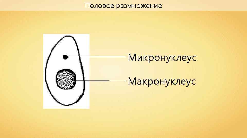 Половое размножение Микронуклеус Макронуклеус 